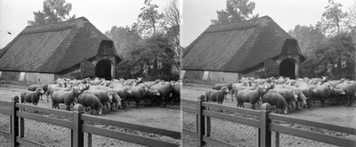 859128 Gezicht op de schaapskooi met een kudde schapen aan de Rijksstraatweg te Leersum.